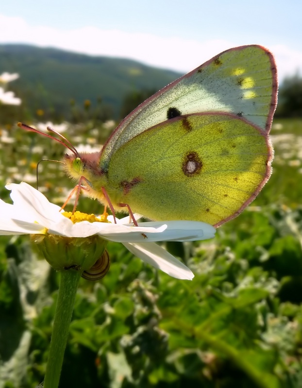 Le 15 Pieridae sp. dell''Umbria